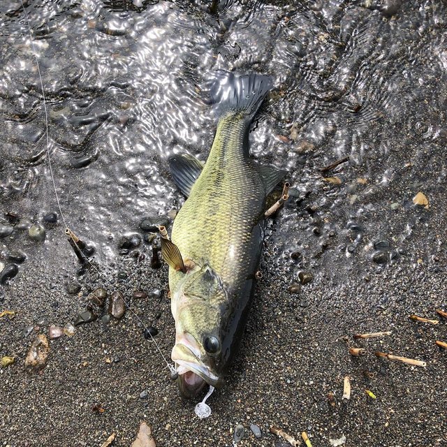 竜也植田丸 on Instagram: “みんなじっっっくり見て！これが北浦本湖のバス！ブリッブリでしょ12時〜13時の間はベイトっ気あり、3バイトはとれましたドライブシャッドのジグヘッド。#北浦 #バス#osp #ドライブシャッド #k” (124265)