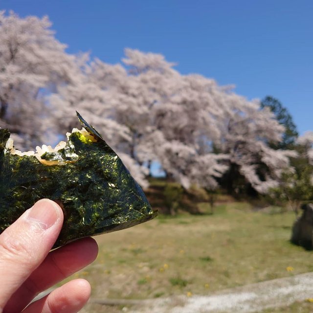 @withpan on Instagram: “お花見。コンビニのおにぎりを久しぶりに食べました。ちょっとしょっぱい。 レジのところでつい買っちゃった「ガーリックシュリンプ」が入ってなくてショック。店員さん、電子レンジのなかにお忘れかと(T-T) ・…” (128518)