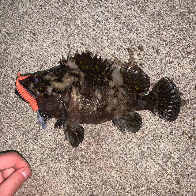 Haru on Instagram: “きょうも釣れちゃったよソイ24cm#北海道 #釣り #fishing #海 #ソイ #釣り好き #釣りすきな人と繋がりたい” (132469)