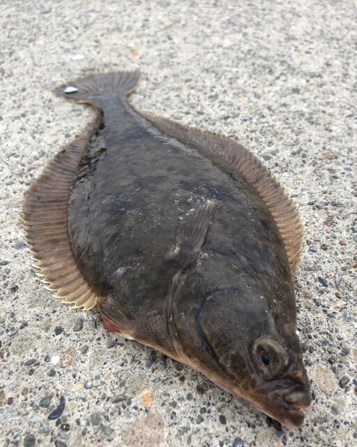 KUNUGI on Instagram: “今日の釣果はマガレイ1枚です(*´Д｀*)小樽港でも投げ釣りでアカハラが釣れると思うほどでした(*´ー｀*)#遠投#遠投釣り#遠投投げ釣り#投げ釣り#カレイ#マガレイ#鰈#小樽港#小樽港勝納埠頭#勝納埠頭#小樽市#小樽” (132470)