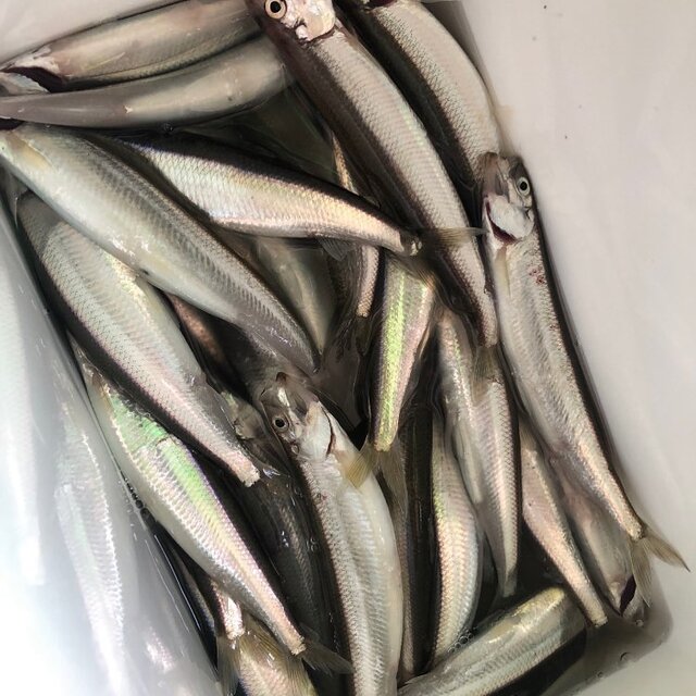 吉田俊之 on Instagram: “朝からアブラコさん狙うも撃沈?港内に人が沢山いるので偵察（笑）皆さんチカを釣っていたのでサビキ準備してチカ釣りしました！大きいチカで18c  ほど、ありました。#北海道釣り #増毛#チカ#釣り好きな人と繋がりたい” (132472)