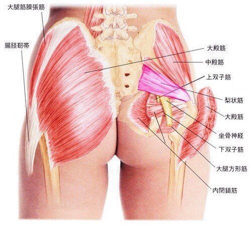 女性専用整体無料託児付き　産後ママ骨盤矯正　愛知県東三河 on Instagram: “. お尻の筋肉大解剖！！ お尻の筋肉気にしてますか お尻には筋肉がたくさん . 意外と凝っていますよ . 妊婦さんは特にケアが必要 お尻の痛みありませんか . 腰痛の方もお尻ほぐすといいですよ HPからブログご覧ください(^^) #整体#お尻の筋肉#妊婦さん…” (133332)