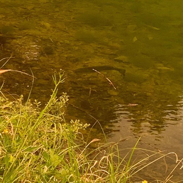 Kazuki Sorida on Instagram: “会社の後輩にネストの魚を捕る釣り方を教わってきました！ 賛否両論ある釣りだし、自分自身もネスト撃ちはどちらかと言うと反対派だったからやってこなかったけど少し考え方が変わったので。 結果から言うと２人で同じバスを２回釣りました。でも、写真のようにまたベッドに戻って行きましたよ。…” (133618)
