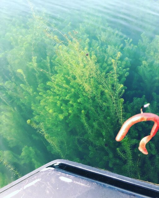 Sumiyo Yamanaka on Instagram: “ウィードがキレイ 今年は湖西側の水がキレイって 義弟が言うてたなあ 北湖の水が流れ込んできてるって 何故そう言う現象が起きるのか あんま意味わからんけど 確かに透き通ってて 水草もよく茂っててキレイやった✨ 反面、南湖は汚かったなあ 水も濁ってるし水草も茶色かった .…” (133619)
