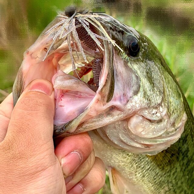 Shinya Kawai on Instagram: “早朝の人の少ない時間に少しだけ。 カバーにスモラバ2WAYで嬉しい一本！ 40ぐらいあるけどなんか痩せ気味？これがアフター？もうとっくに過ぎた？てかそもそも雄雌がどうやって見分けるの？笑  #ブラックバス #黒鱒  #埼玉バス釣り  #ラージマウスバス #アフタースポーン…” (133778)