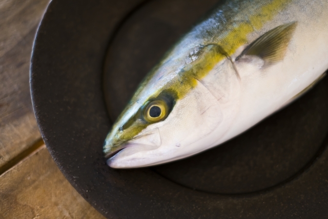 ワカシとはどんな魚なの？ブリの稚魚・幼魚の生態とおすすめの食べ方とは？