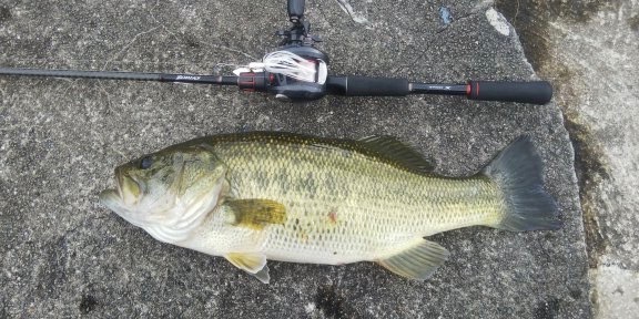 6月のバス釣りを攻略しよう！釣果あげるポイントはコンディションの把握