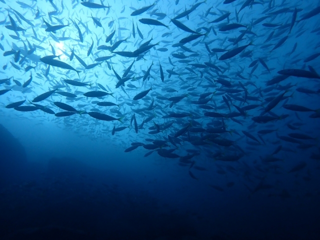 7月に釣れる魚10選！今のシーズンに海や堤防で狙える魚を紹介