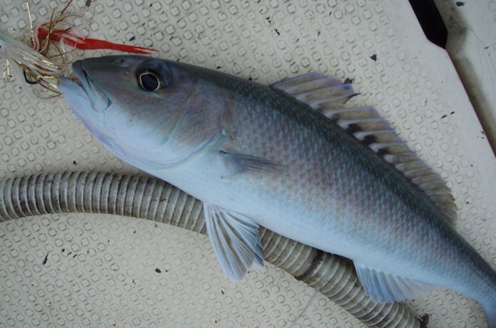 アオチビキはどんな魚？名前の由来や食べ方・料理レシピを紹介！