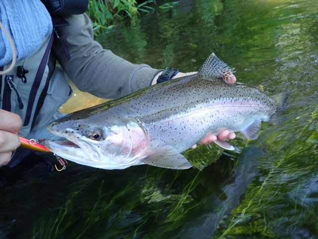 湧別川のおすすめ釣りポイントとは？ニジマス釣りを楽しもう