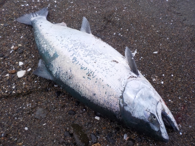 積丹のサクラマス釣りの情報まとめ！初心者に釣り方・人気のポイントを紹介