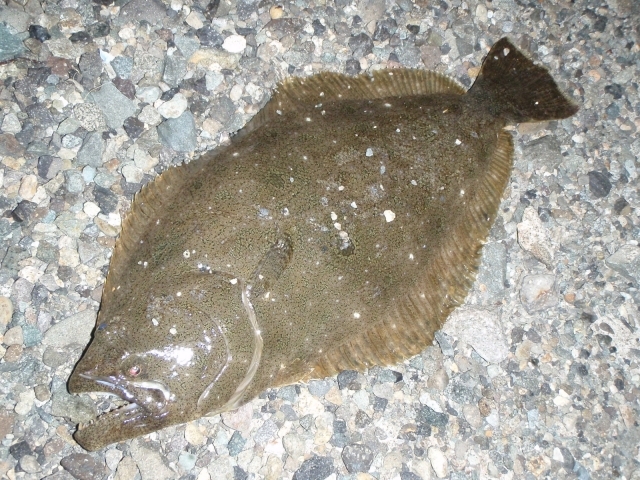 北海道でヒラメが釣りたい！釣果が期待できるおすすめポイント11選