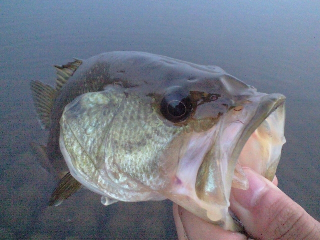 バス釣り初心者の入門ガイド！ブラックバスを釣りたい人は必見