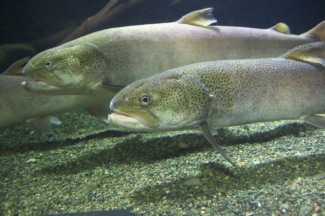 北海道でイトウを釣りたい！気になる釣り場と釣り方とは？