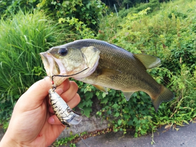 秋のバス釣りの攻略しよう！秋はベイトフィッシュが重要？