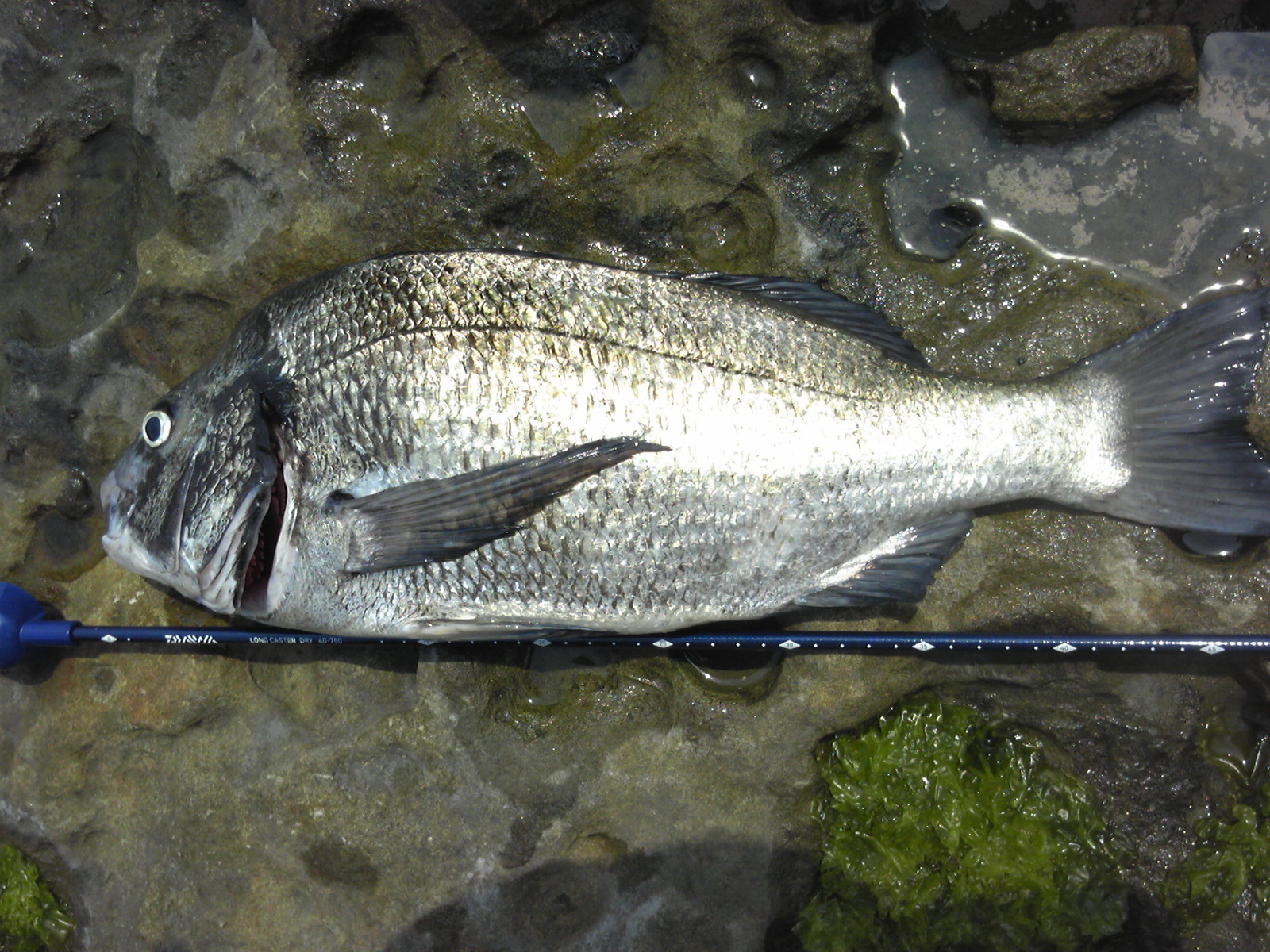 クロダイ(チヌ)をルアーで釣る方法【ゼロからはじめる初心者ガイド】