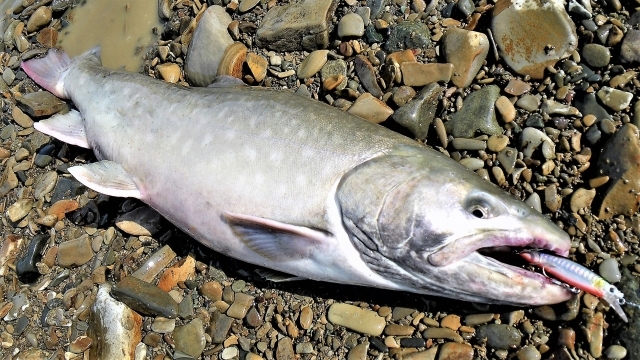 網走川のおすすめ釣りポイントとは？トラウト釣りを楽しもう