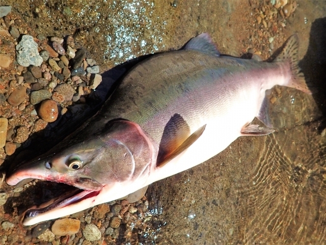 カラフトマスをルアーで釣りたい！初心者が気になる仕掛けと狙い方とは？