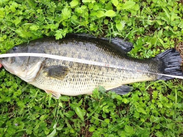 3月のバス釣りを攻略しよう！釣果あげるポイントはプリスポーン？