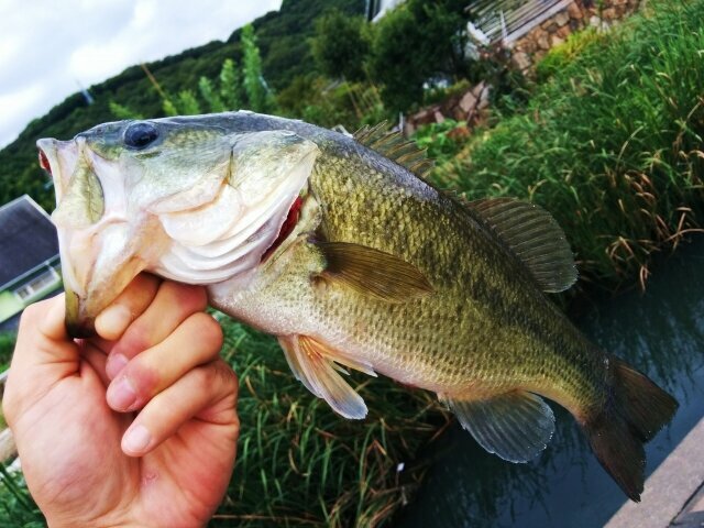 11月のバス釣りを攻略しよう！釣果あげるポイントはルアーの使い分け？