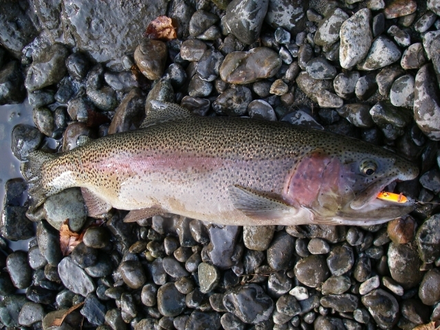 北海道でニジマスが釣りたい！釣果が期待できる釣り方とポイント3選