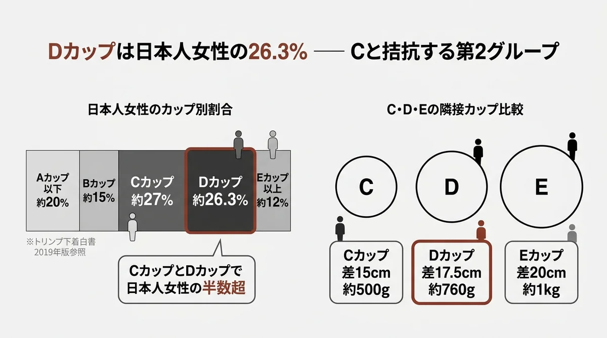 Dカップは日本人女性の26.3%・Cカップ27%と拮抗する第2グループを示す割合図解＋Cカップ/Eカップとの隣接違いイメージ